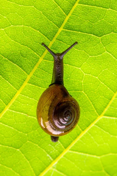 Salyangoz kabuklu bir gastropoddur. Bu isim çoğunlukla kara salyangozlarına, karasal pulmonat gastropod yumuşakçalarına uygulanır.
