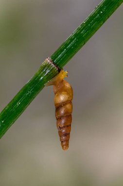 Salyangoz kabuklu bir gastropoddur. Bu isim çoğunlukla kara salyangozlarına, karasal pulmonat gastropod yumuşakçalarına uygulanır.