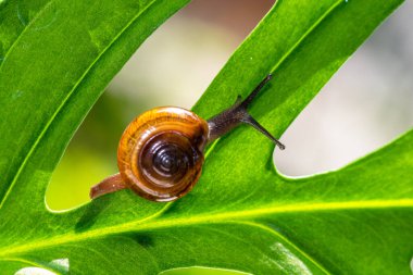 Salyangoz kabuklu bir gastropoddur. Bu isim çoğunlukla kara salyangozlarına, karasal pulmonat gastropod yumuşakçalarına uygulanır.