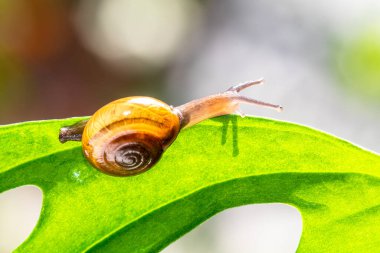 Salyangoz kabuklu bir gastropoddur. Bu isim çoğunlukla kara salyangozlarına, karasal pulmonat gastropod yumuşakçalarına uygulanır.