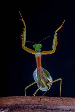 Rombodera, Asya 'ya özgü peygamberdevesi cinsi bir peygamberdevesi cinsidir ve koruyucu peygamber devesi (veya kukukuletalı peygamberdevesi) ve yaprak mantid (yaprak yapraklı peygamberdevesi) gibi yaygın isimlere sahiptir.