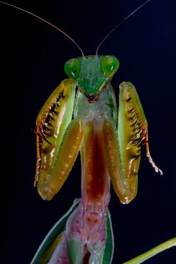 Rombodera, Asya 'ya özgü peygamberdevesi cinsi bir peygamberdevesi cinsidir ve koruyucu peygamber devesi (veya kukukuletalı peygamberdevesi) ve yaprak mantid (yaprak yapraklı peygamberdevesi) gibi yaygın isimlere sahiptir.