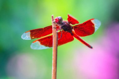 Yusufçuk, Anisoptera alt sınıflarından Odonata 'ya ait uçan bir böcektir.
