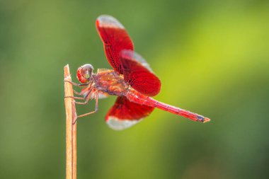 Yusufçuk, Anisoptera alt sınıflarından Odonata 'ya ait uçan bir böcektir.