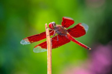 Yusufçuk, Anisoptera alt sınıflarından Odonata 'ya ait uçan bir böcektir.