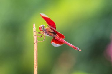 Yusufçuk, Anisoptera alt sınıflarından Odonata 'ya ait uçan bir böcektir.