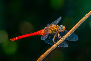 Yusufçuk, Anisoptera alt sınıflarından Odonata 'ya ait uçan bir böcektir.