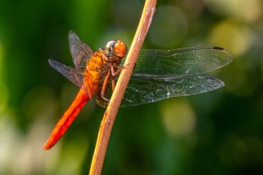 Yusufçuk, Anisoptera alt sınıflarından Odonata 'ya ait uçan bir böcektir.