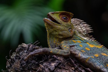 Gonocephalus chamaeleontinus, Endonezya ve Malezya 'dan gelen bir kertenkele türüdür.