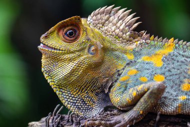 Gonocephalus chamaeleontinus, Endonezya ve Malezya 'dan gelen bir kertenkele türüdür.