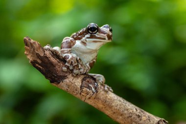 Misyon altın gözlü ağaç kurbağası (Trachycephalus resinifictrix), Güney Amerika 'da Amazon yağmur ormanlarında yetişen büyük bir ağaç kurbağası türüdür.