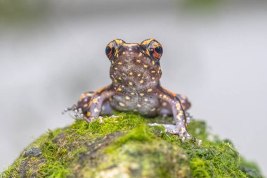 Pulchrana picturata, Ranidae familyasından bir kurbağa türü. Borneo 'ya özgüdür.