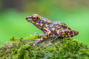 Pulchrana picturata, Ranidae familyasından bir kurbağa türü. Borneo 'ya özgüdür.