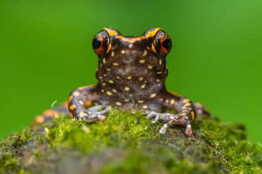 Pulchrana picturata, Ranidae familyasından bir kurbağa türü. Borneo 'ya özgüdür.