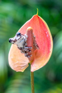 Misyon altın gözlü ağaç kurbağası (Trachycephalus resinifictrix), Güney Amerika 'da Amazon yağmur ormanlarında yetişen büyük bir ağaç kurbağası türüdür.