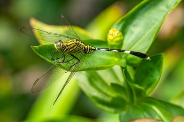 A dragonfly is a flying insect belonging to the infraorder Anisoptera below the order Odonata clipart