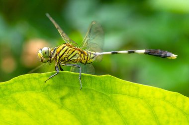 Yusufçuk, Anisoptera alt sınıflarından Odonata 'ya ait uçan bir böcektir.
