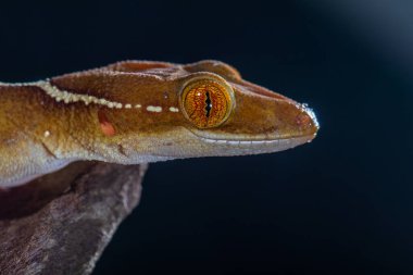 The lined gecko (Gekko vittatus), also known as the skunk gecko due to the notable stripe down its back, is a species of gecko clipart