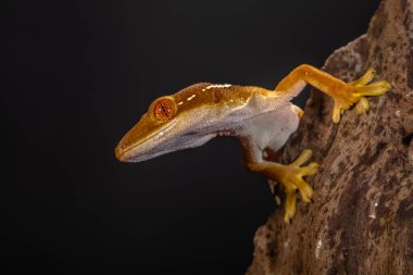 Çizgili kertenkele (