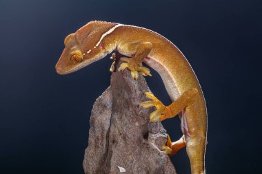 Çizgili kertenkele (