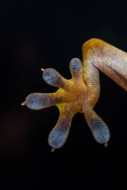 Çizgili kertenkele (