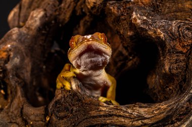 The lined gecko (Gekko vittatus), also known as the skunk gecko due to the notable stripe down its back, is a species of gecko clipart