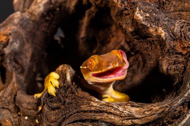 Çizgili kertenkele (