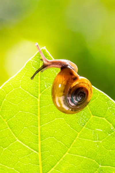 Salyangoz kabuklu bir gastropoddur. Bu isim çoğunlukla kara salyangozlarına, karasal pulmonat gastropod yumuşakçalarına uygulanır.
