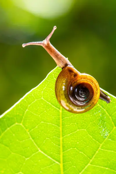 Salyangoz kabuklu bir gastropoddur. Bu isim çoğunlukla kara salyangozlarına, karasal pulmonat gastropod yumuşakçalarına uygulanır.