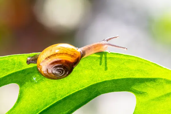 Salyangoz kabuklu bir gastropoddur. Bu isim çoğunlukla kara salyangozlarına, karasal pulmonat gastropod yumuşakçalarına uygulanır.