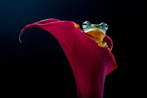 Rhacophorus reinwardtii, Rhacophoridae familyasından bir kurbağa türü. Kara perdeli ağaçkakan, yeşil uçan kurbağa, Reinwardt 'ın uçan kurbağası veya Reinwardt' ın ağaçkakanı olarak da bilinir.