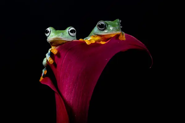 Rhacophorus reinwardtii, Rhacophoridae familyasından bir kurbağa türü. Kara perdeli ağaçkakan, yeşil uçan kurbağa, Reinwardt 'ın uçan kurbağası veya Reinwardt' ın ağaçkakanı olarak da bilinir.