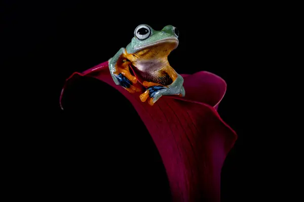 Rhacophorus reinwardtii, Rhacophoridae familyasından bir kurbağa türü. Kara perdeli ağaçkakan, yeşil uçan kurbağa, Reinwardt 'ın uçan kurbağası veya Reinwardt' ın ağaçkakanı olarak da bilinir.