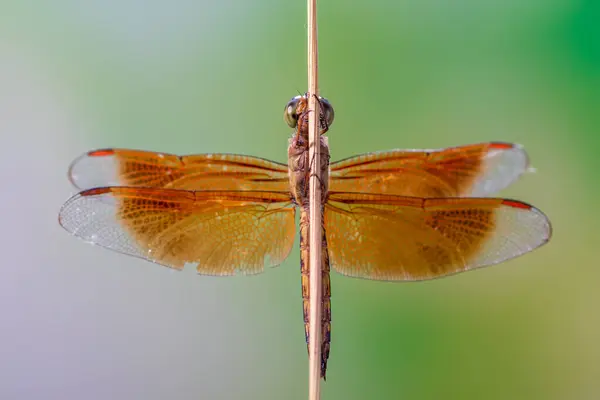 Yusufçuk, Anisoptera alt sınıflarından Odonata 'ya ait uçan bir böcektir.