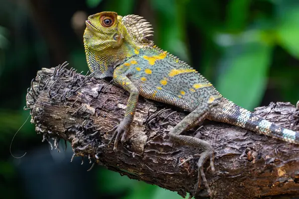 Gonocephalus chamaeleontinus, Endonezya ve Malezya 'dan gelen bir kertenkele türüdür.