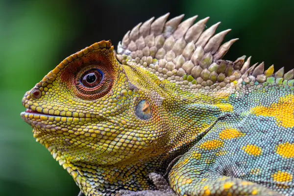 Gonocephalus chamaeleontinus, Endonezya ve Malezya 'dan gelen bir kertenkele türüdür.