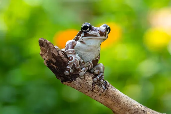 Misyon altın gözlü ağaç kurbağası (Trachycephalus resinifictrix), Güney Amerika 'da Amazon yağmur ormanlarında yetişen büyük bir ağaç kurbağası türüdür.