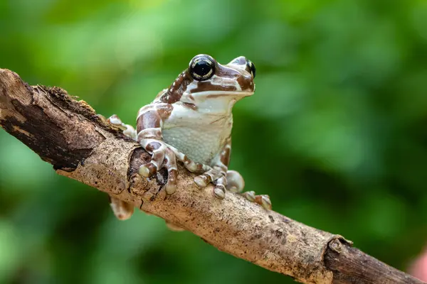 Misyon altın gözlü ağaç kurbağası (Trachycephalus resinifictrix), Güney Amerika 'da Amazon yağmur ormanlarında yetişen büyük bir ağaç kurbağası türüdür.