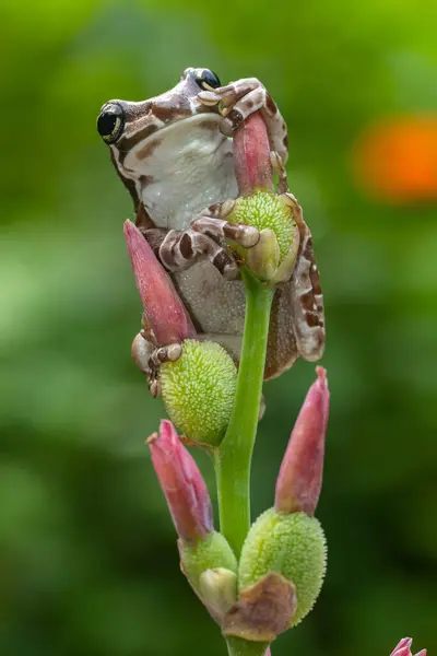 Misyon altın gözlü ağaç kurbağası (Trachycephalus resinifictrix), Güney Amerika 'da Amazon yağmur ormanlarında yetişen büyük bir ağaç kurbağası türüdür.