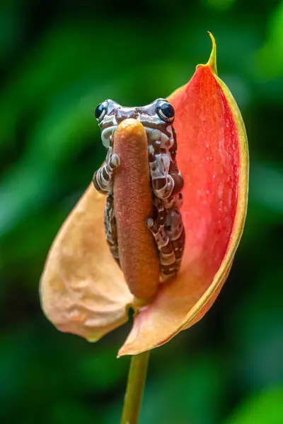 Misyon altın gözlü ağaç kurbağası (Trachycephalus resinifictrix), Güney Amerika 'da Amazon yağmur ormanlarında yetişen büyük bir ağaç kurbağası türüdür.