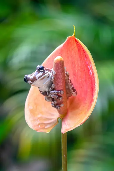 Misyon altın gözlü ağaç kurbağası (Trachycephalus resinifictrix), Güney Amerika 'da Amazon yağmur ormanlarında yetişen büyük bir ağaç kurbağası türüdür.