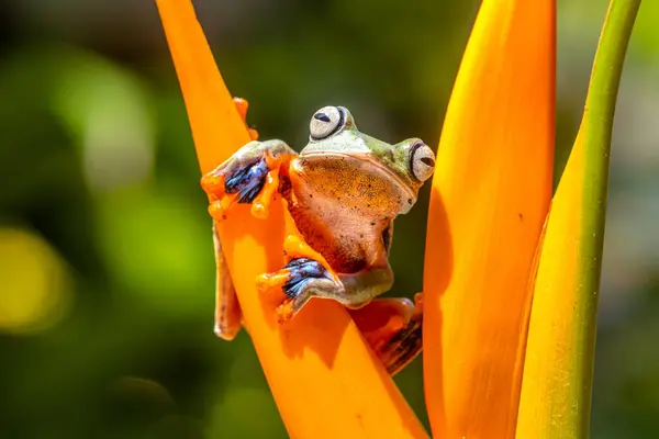 Rhacophorus reinwardtii, Rhacophoridae familyasından bir kurbağa türü. Kara perdeli ağaçkakan, yeşil uçan kurbağa, Reinwardt 'ın uçan kurbağası veya Reinwardt' ın ağaçkakanı olarak da bilinir.