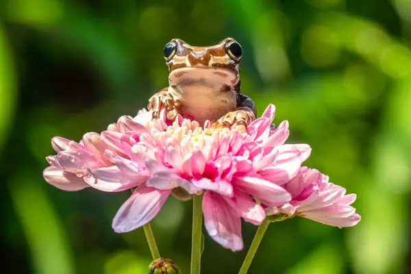 Misyon altın gözlü ağaç kurbağası (Trachycephalus resinifictrix), Güney Amerika 'da Amazon yağmur ormanlarında yetişen büyük bir ağaç kurbağası türüdür.