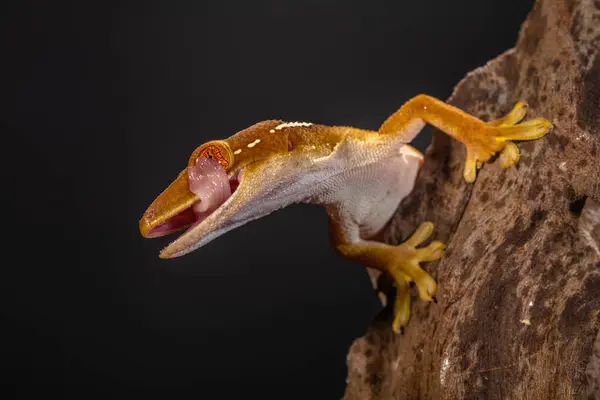 Çizgili kertenkele (