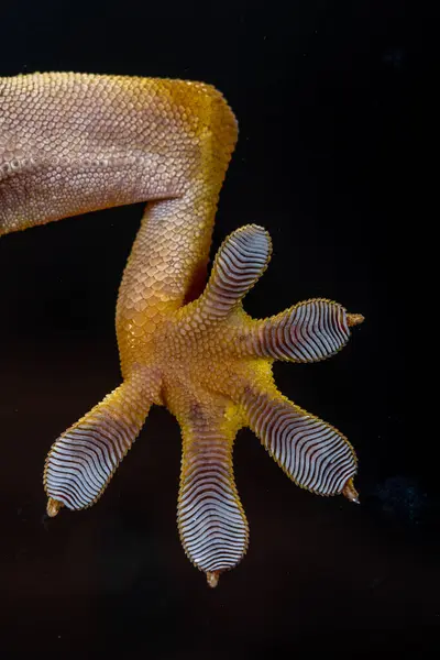 Çizgili kertenkele (