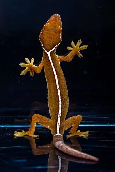 Çizgili kertenkele (