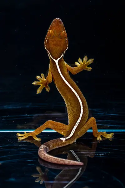 Çizgili kertenkele (