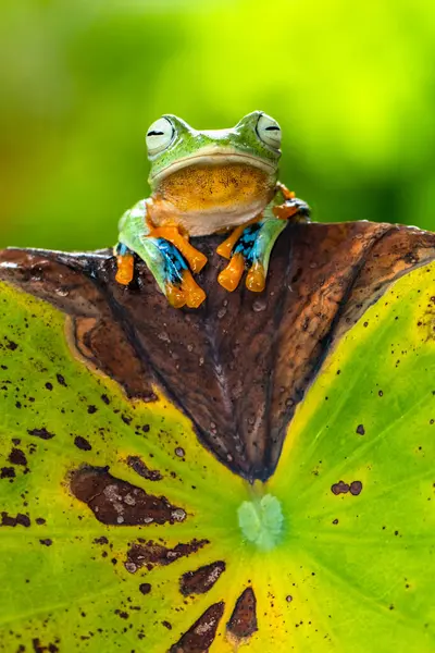 Rhacophorus reinwardtii, Rhacophoridae familyasından bir kurbağa türü. Kara perdeli ağaçkakan, yeşil uçan kurbağa, Reinwardt 'ın uçan kurbağası veya Reinwardt' ın ağaçkakanı olarak da bilinir.