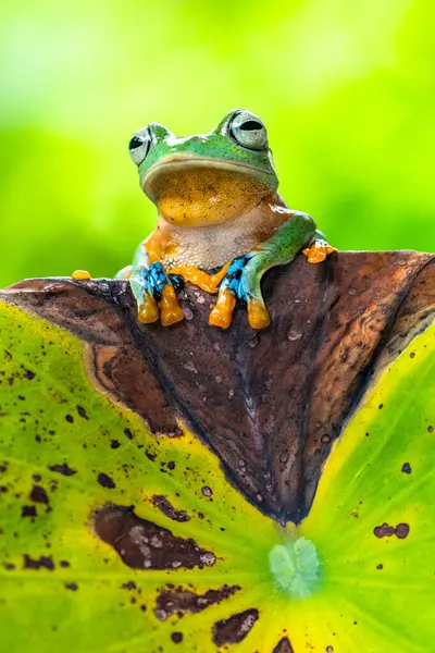 Rhacophorus reinwardtii, Rhacophoridae familyasından bir kurbağa türü. Kara perdeli ağaçkakan, yeşil uçan kurbağa, Reinwardt 'ın uçan kurbağası veya Reinwardt' ın ağaçkakanı olarak da bilinir.