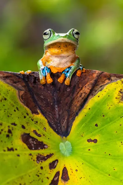 Rhacophorus reinwardtii, Rhacophoridae familyasından bir kurbağa türü. Kara perdeli ağaçkakan, yeşil uçan kurbağa, Reinwardt 'ın uçan kurbağası veya Reinwardt' ın ağaçkakanı olarak da bilinir.